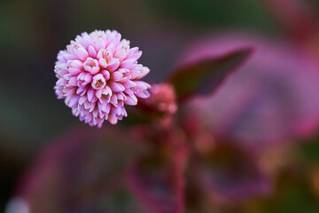 冬の公園の花々、