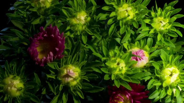Flower bloom, Cluster of Erigeron Glaucus 'sea breeze', Pink purple petal yellow center daisy plant macro time lapse.