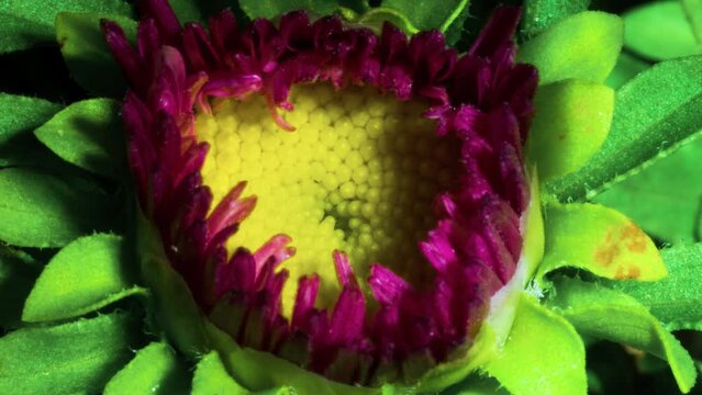Flower bloom, Erigeron Glaucus 'sea breeze', pink petal yellow center daisy plant macro time lapse.