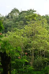 Forest at the foot of Mount Ciremai, Cirebon, West Java