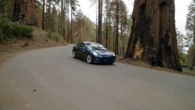 Blue Tesla Car Driving On The Asphalt Road Through Sequoia National Park In California, United States. Handheld
