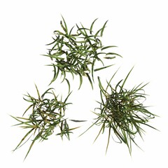 wild field grass, top view, isolated on white background, 3D illustration, cg render