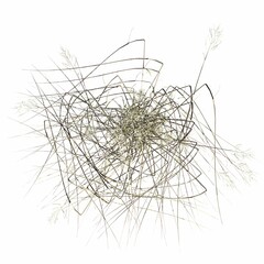 Fototapeta na wymiar wild field grass, top view, isolated on white background, 3D illustration, cg render
