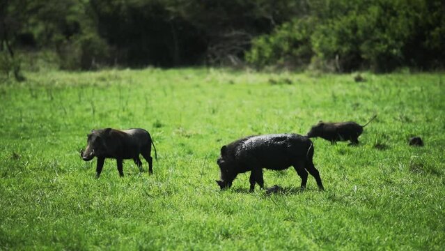 Common warthogs grazing on open grassland - African animals in bush