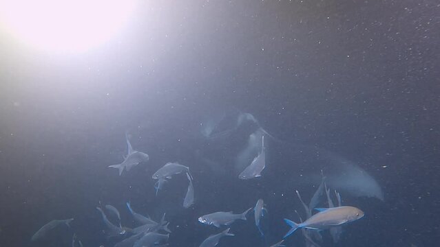 Giant manta rays, ocean fish and saltwater stingrays feeding off sea plankton at night with lights. 