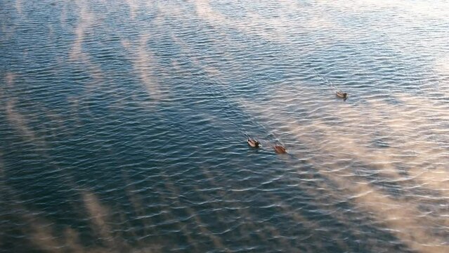 Ducklings Floating On Lake Water In Oslo, Norway During Winter. wide