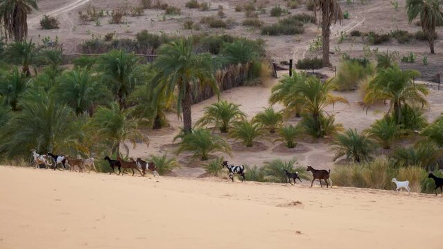 Goat Herd on Sand Dunes in Mauritania Sahara Desert, Africa
