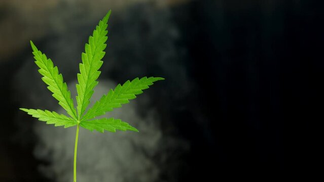 Close up marijuana leaf on black background with white smoke