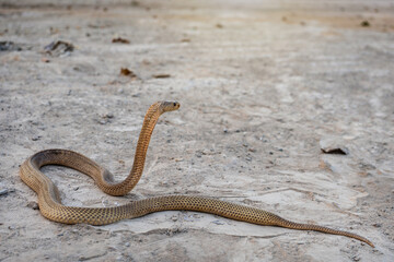 Venomous snake dangerous. Pregnant female golden Equatorial spitting cobra (Naja sumatrana) with many eggs in the body.
