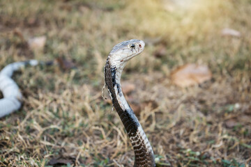 Venomous snake dangerous on the grass. Side face of Monocled Cobra (Naja kaouthia).