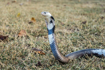 Venomous snake dangerous on the grass. Monocled Cobra (Naja kaouthia) with variable color characteristics or colors that are strange from the others.