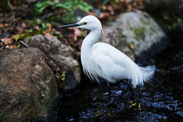 緑道の鳥
