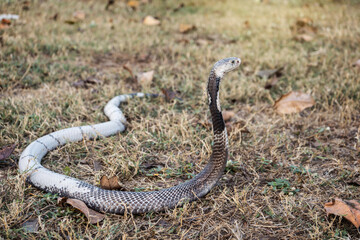 Venomous snake dangerous on the grass. Monocled Cobra (Naja kaouthia) with variable color characteristics or colors that are strange from the others.