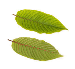 Fototapeta premium Front and Back of Red vein kratom leaf 