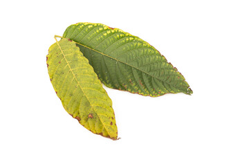 Fototapeta premium Rust disease on leaves. Spots on Red vein kratom leaf 