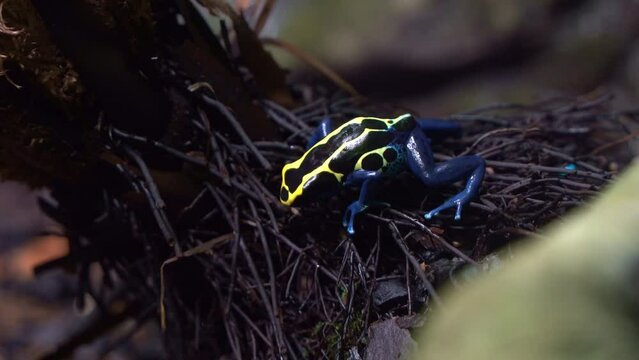 Close up shot capturing an exotic dyeing poison dart frog, dendrobates tinctorius with vibrant blue and yellow appearance, leaping away on the wet and misty forest environment.