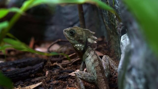Boyd's forest dragon, lophosaurus boydii perched on ground, native to tropical rainforest environment in region of northern Queensland, Australia, close up shot.