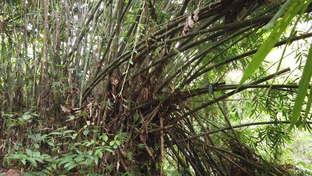 Big Bamboo Tree Forest Texture, Lush Jungle of Bali, Indonesia, Southeast Asia, Green Landscape