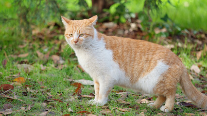 Beautiful ginger tabby cat standing on green grass field, alert homeless cat with flattened ears.
