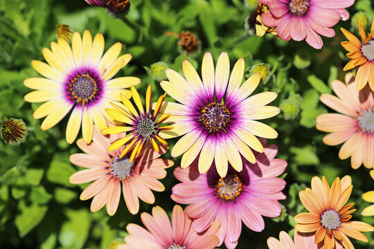 Colorful african daisy flowers close up