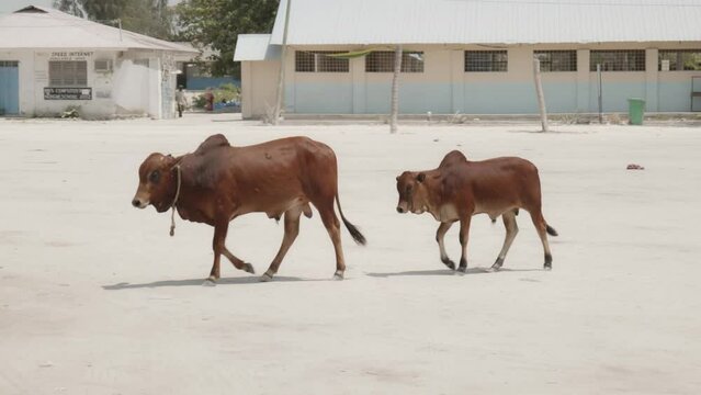 Zebu humped cattle animals walking through small local Africa village