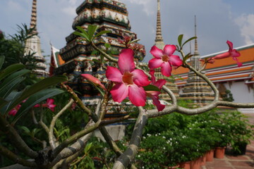 Blüte Tempelbaum im Wat Pho in Bangkok