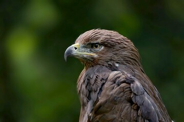 red tailed hawk