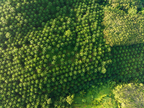 Top view aerial shot of the palm grove with green trees forest,palm grove and shadows from palm trees,Amazing nature trees background