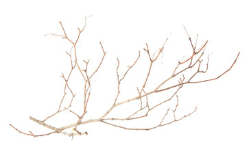 One dry tree twig isolated on white