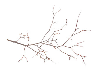 One dry tree twig isolated on white