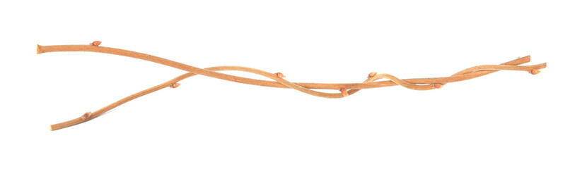 Two dry tree twigs on white background