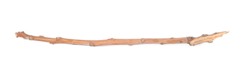 One dry tree twig isolated on white