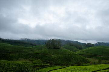 Obraz premium Orange tree middle of the tea plantation in Munnar, Kerala, India