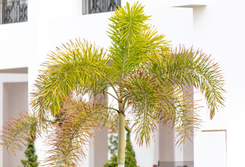 Green leaves on a palm tree in the park.