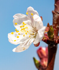Flowers on an apricot tree in spring.
