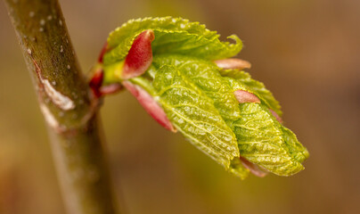 Opening bud on a tree in spring.