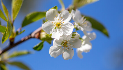 Flowers on a cherry tree against the blue sky in spring.