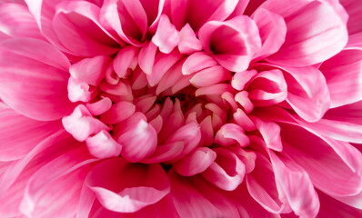 Petals of pink chrysanthemum flowers as background.