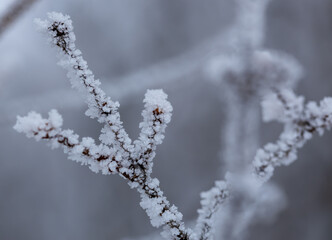 Abstract macro view of white hoar frost on the branches of a lilac bush in winter
