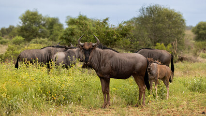 Fototapeta premium Blue wildebeest cow and calf