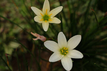 white and yellow flowers