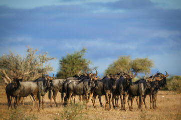 Blue wildebeest, common wildebeest, white-bearded gnu or brindled gnu (Connochaetes taurinus) herd in veld. Mashatu, Northern Tuli Game Reserve. Botswana