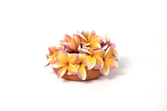 beautiful plumeria flowers isolated on White background.