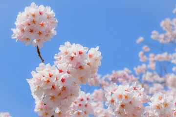 満開の桜の花と青空、サクラの花のクローズアップ、ソメイヨシノ