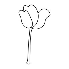 tulip flower, Spring season, Easter Elements