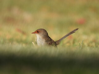 female superb fairy wren 