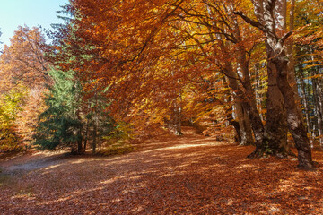 Obraz premium Autumn beech forest with sun rays among yellow leaves. Golden bright mystical mysterious landscape with fabulous trees. A journey through the forest. Beauty of nature. Natural background for design