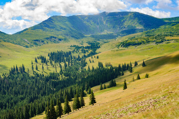 Picturesque mountain panorama in a hot summer day, fluffy clouds in the sky, spruce forest trees growing on slopes and beautiful meadows and valleys, under the high mountains background. Environment