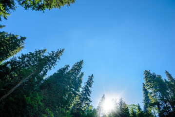 Healthy green trees in a forest of old spruce, fir and pine trees in wilderness of a national park. Sustainable industry, ecosystem and healthy environment concepts and background