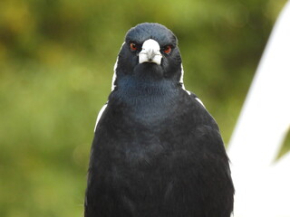 Magpie looking at camera